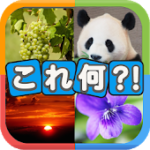 写真から連想!クイズこれ何?