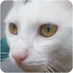 猫の音